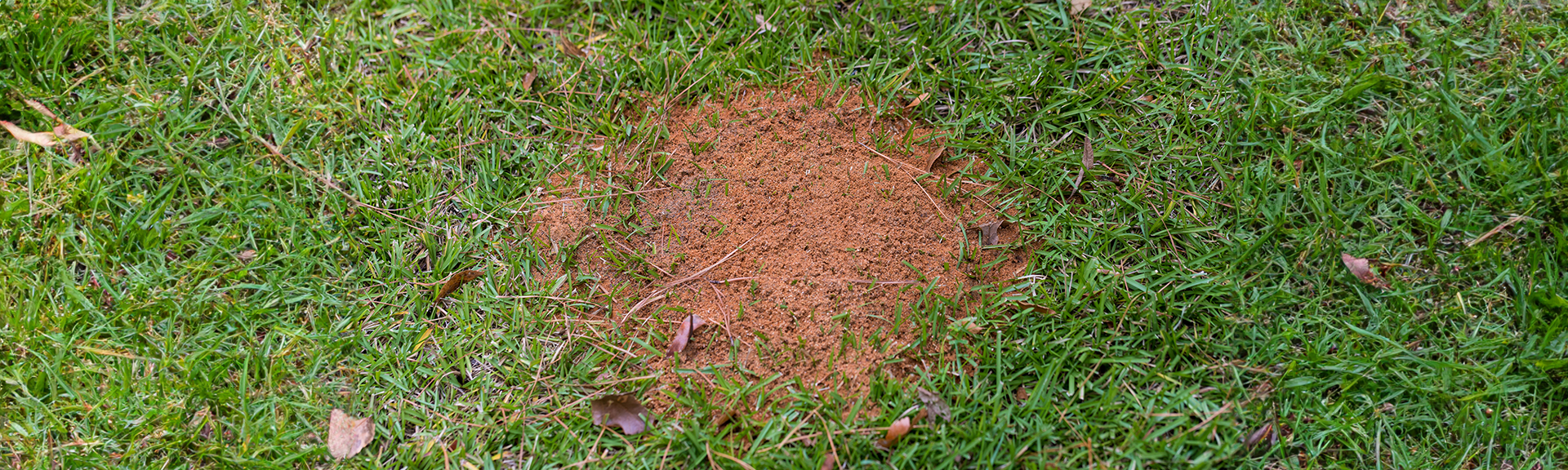 SIESTA® INSECTICIDE FIRE ANT BAIT